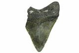 Partial, Fossil Megalodon Tooth - North Carolina #361677-1